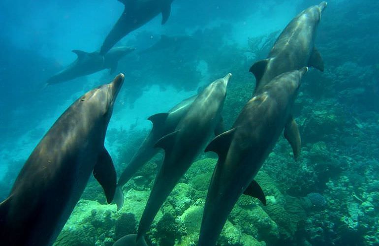 Schnorcheln mit Delfinen in Marsa Alam