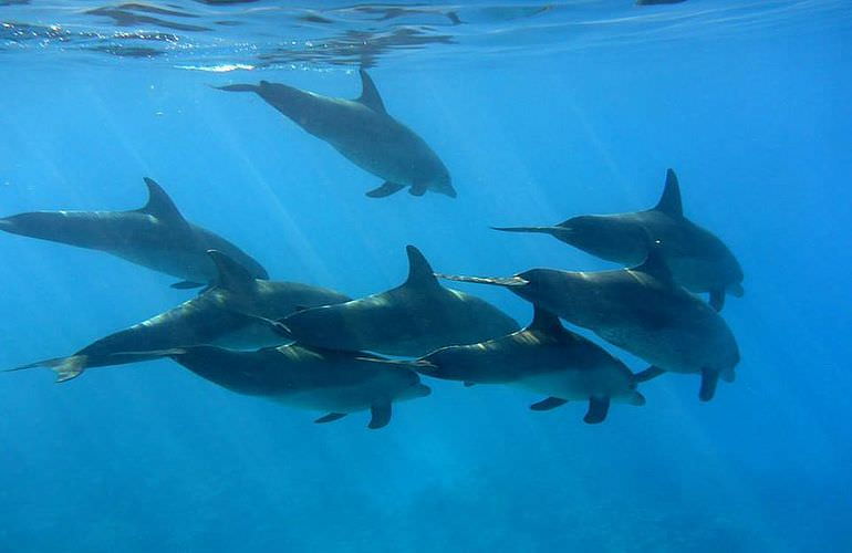 Schnorchelausflug zum Dolphin House Reef (Sha'ab Samadai) in Marsa Alam