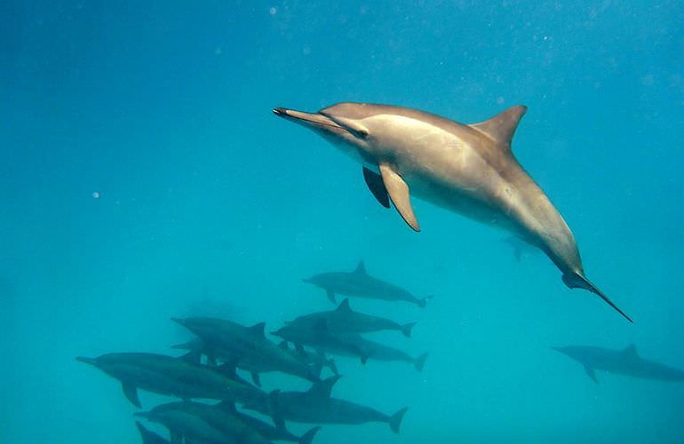 Sataya Dolphin Reef - Ausflug zum Schnorcheln in Marsa Alam