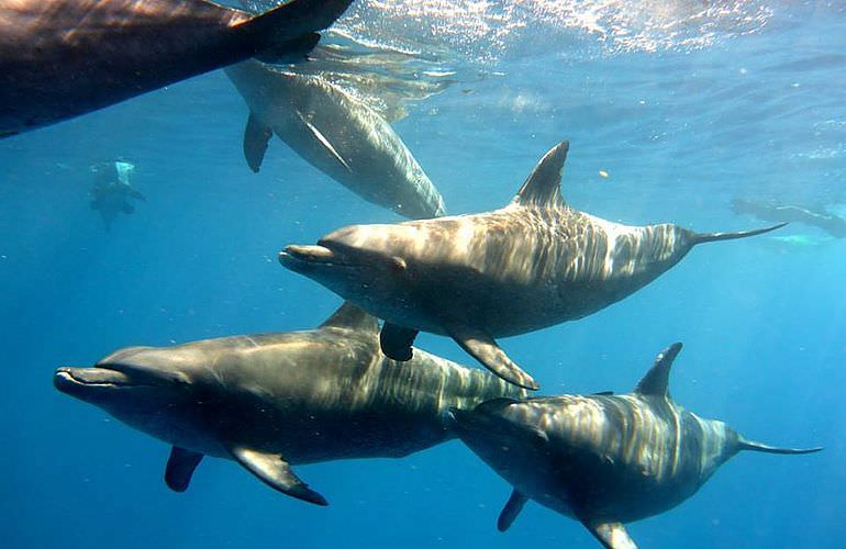 Ausflug zum Dolphin House in Marsa Alam - Begegnung mit Delphinen in freier Natur