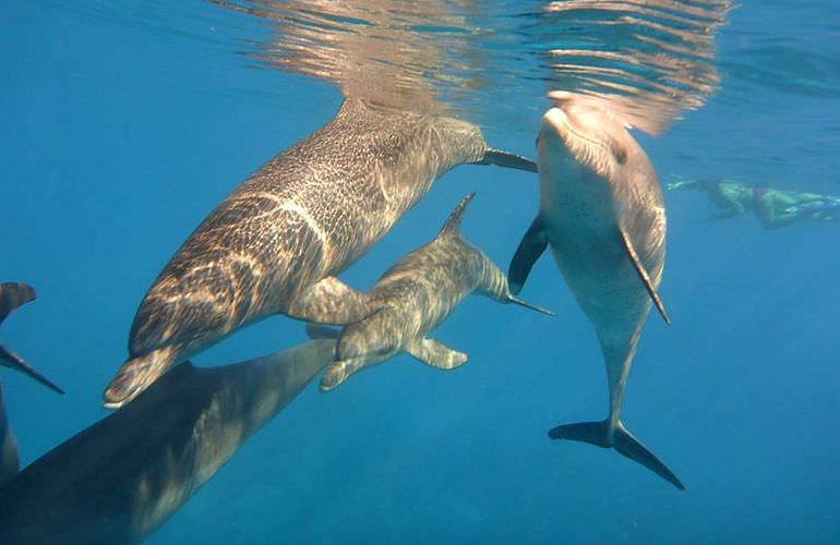 Delfin Tour in Marsa Alam - Schwimmen mit freilebenden Delfinen