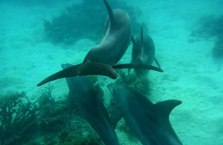 Dolphin House Reef - Ganztägiger Schnorchelausflug Marsa Alam