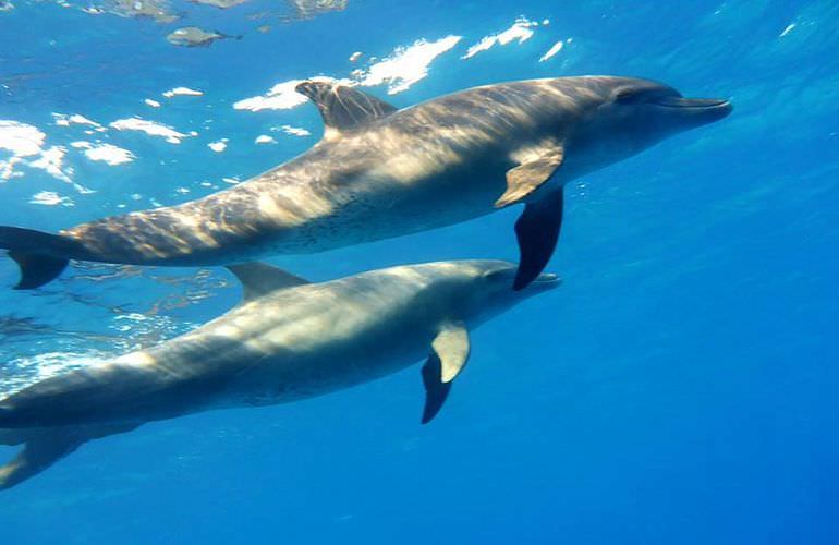 Schnorcheln Dolphin House Marsa Alam & Ganztägiger Bootsausflug  