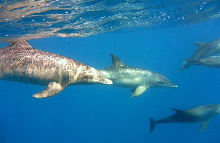 Schnorcheln Dolphin House Marsa Alam & Ganztägiger Bootsausflug  