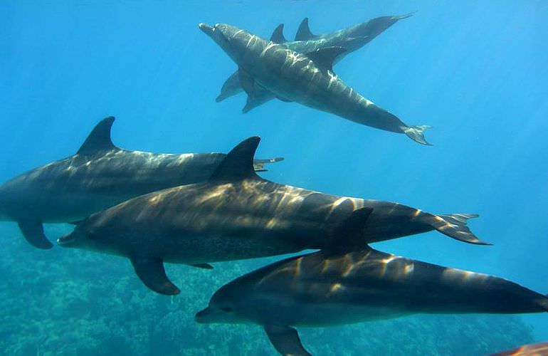 2-tägiger Schnorchelausflug zum Sataya Dolphin Reef in Marsa Alam