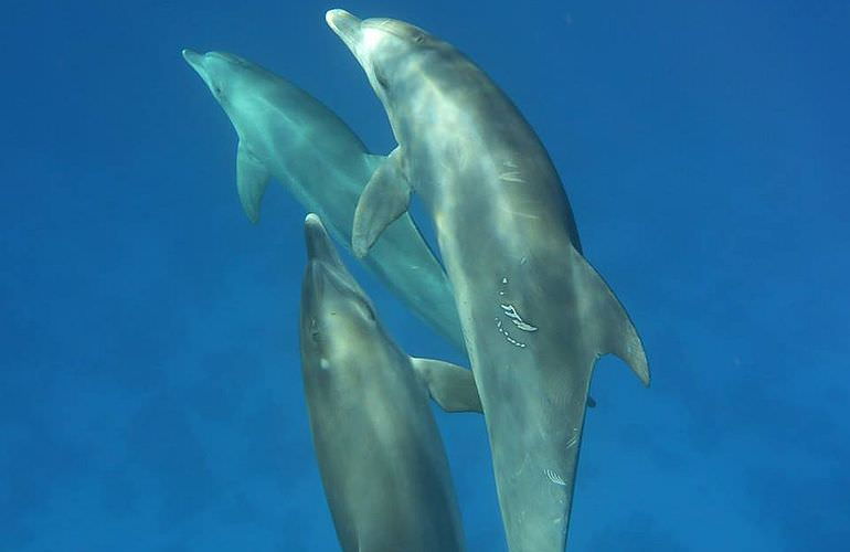 Ausflug zum Dolphin House in Marsa Alam - Begegnung mit Delphinen in freier Natur