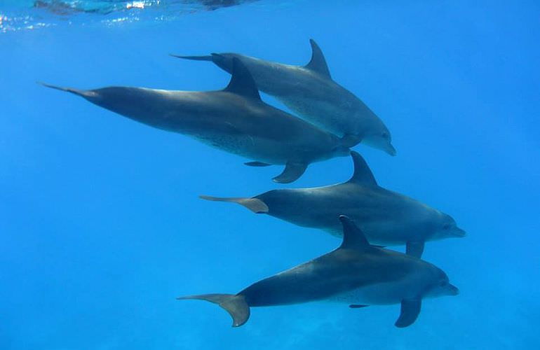 Schnorchelausflug zum Dolphin House Reef (Sha'ab Samadai) in Marsa Alam