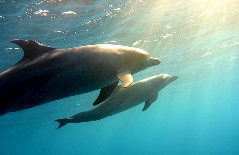 Schnorcheln mit Delfinen in Marsa Alam