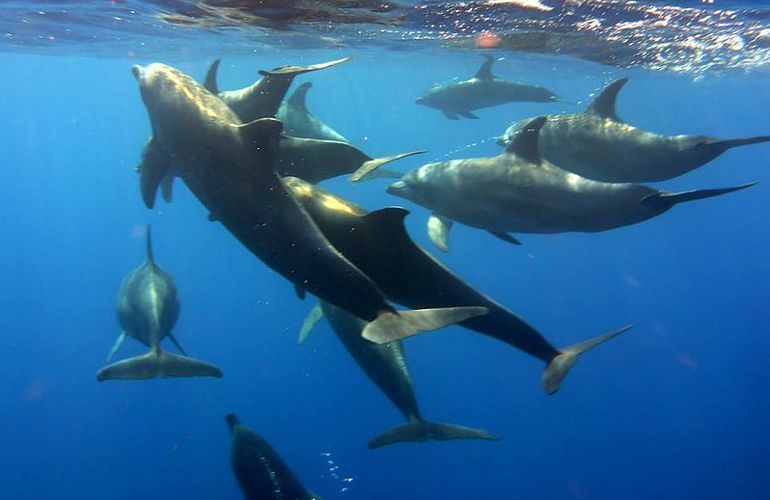 Delfin Tour in Marsa Alam - Schwimmen mit freilebenden Delfinen