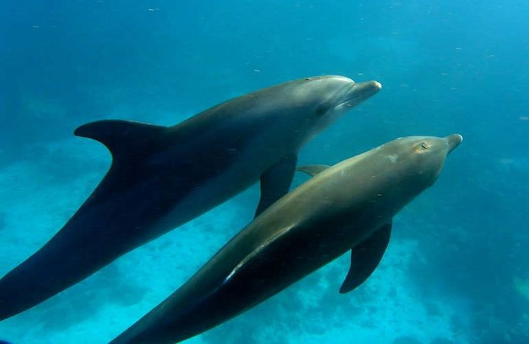 Sataya Dolphin Reef - Ausflug zum Schnorcheln in Marsa Alam