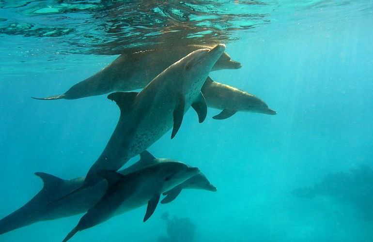 Dolphin House Reef - Ganztägiger Schnorchelausflug Marsa Alam