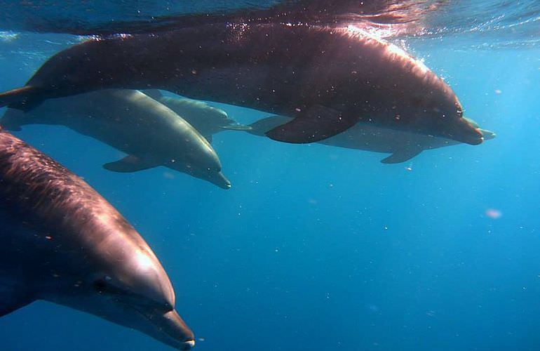 2-tägiger Schnorchelausflug zum Sataya Dolphin Reef in Marsa Alam