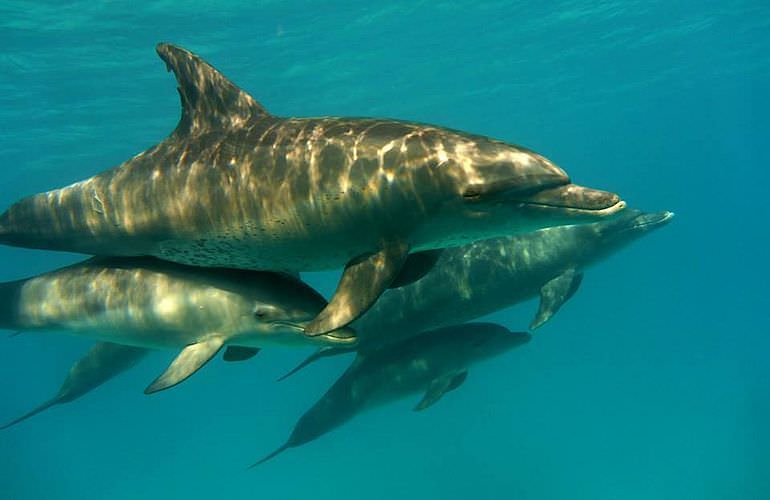 Ausflug zum Dolphin House in Marsa Alam - Begegnung mit Delphinen in freier Natur