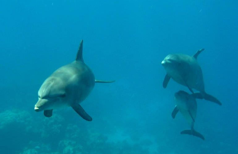 Schnorchelausflug zum Dolphin House Reef (Sha'ab Samadai) in Marsa Alam