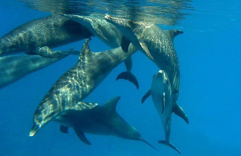Delfin Tour in Marsa Alam - Schwimmen mit freilebenden Delfinen