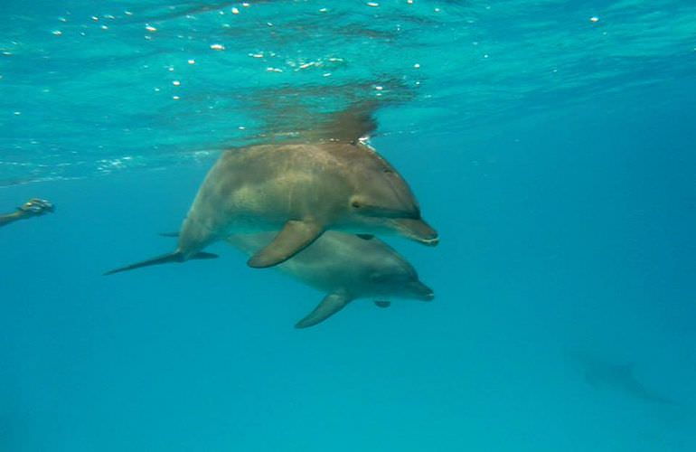 Sataya Dolphin Reef - Ausflug zum Schnorcheln in Marsa Alam
