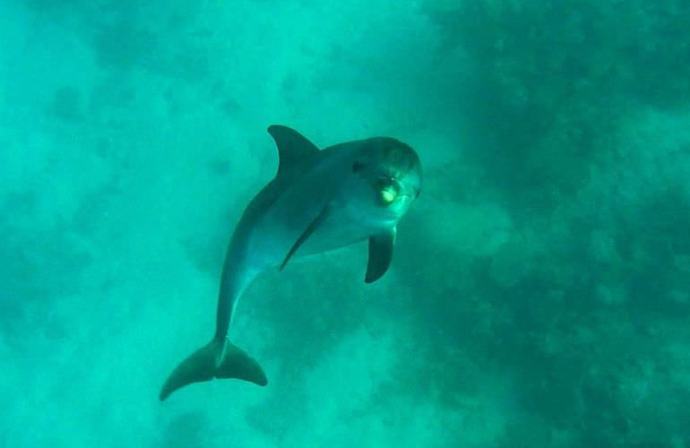 Dolphin House Reef - Ganztägiger Schnorchelausflug Marsa Alam