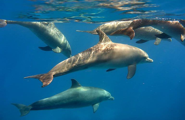 Ausflug zum Dolphin House in Marsa Alam - Begegnung mit Delphinen in freier Natur