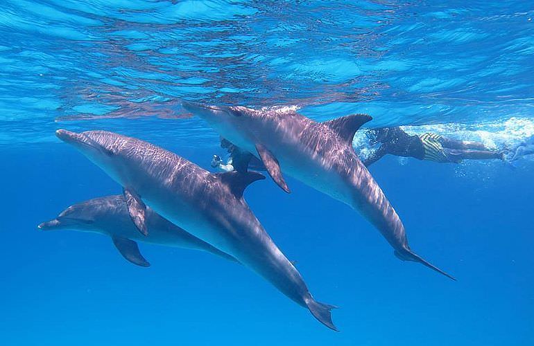 2-tägiger Schnorchelausflug zum Sataya Dolphin Reef in Marsa Alam