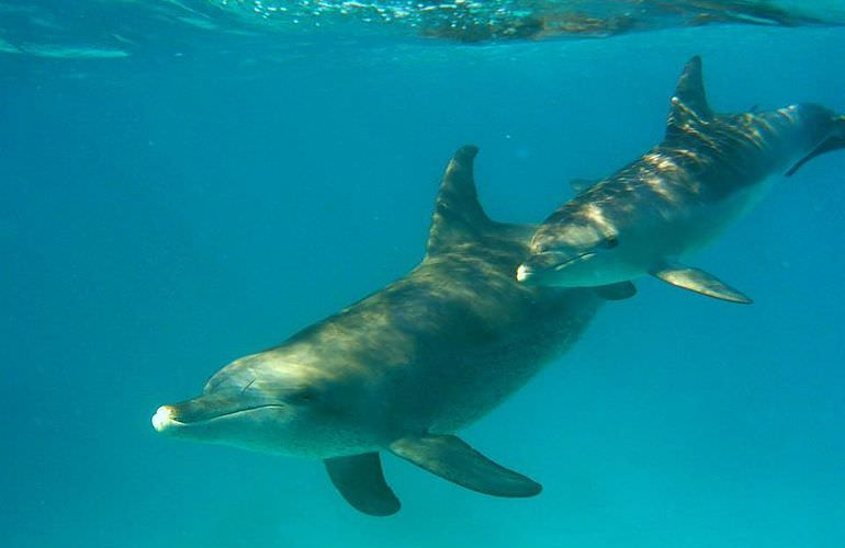 Dolphin House Reef - Ganztägiger Schnorchelausflug Marsa Alam