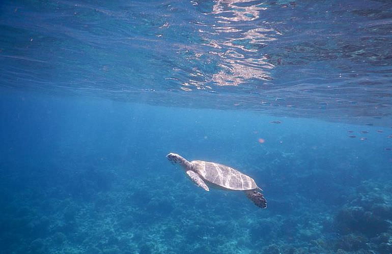 Schnorchelausflug zum Dolphin House Reef (Sha'ab Samadai) in Marsa Alam