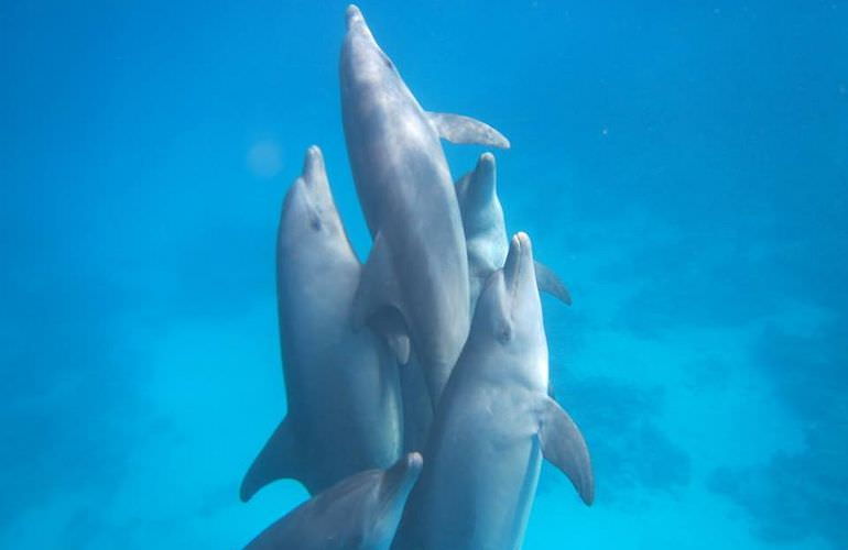 Delfin Tour in Marsa Alam - Schwimmen mit freilebenden Delfinen