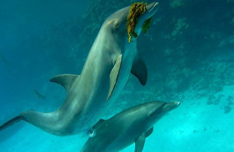 Sataya Dolphin Reef - Ausflug zum Schnorcheln in Marsa Alam