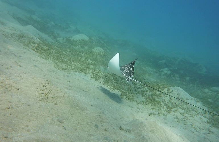 Schnorcheln Dolphin House Marsa Alam & Ganztägiger Bootsausflug  