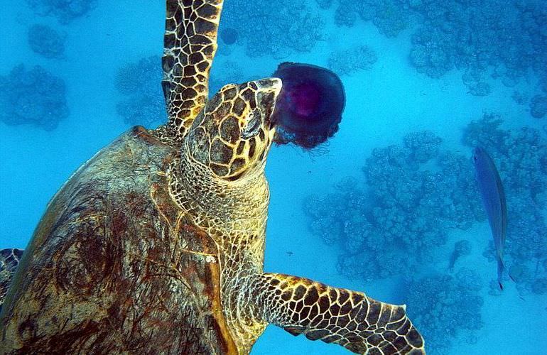 Ausflug zum Dolphin House in Marsa Alam - Begegnung mit Delphinen in freier Natur