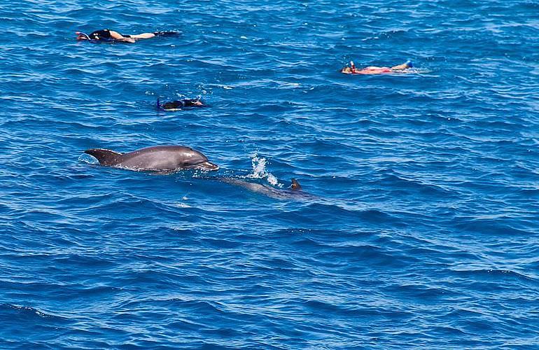 2-tägiger Schnorchelausflug zum Sataya Dolphin Reef in Marsa Alam