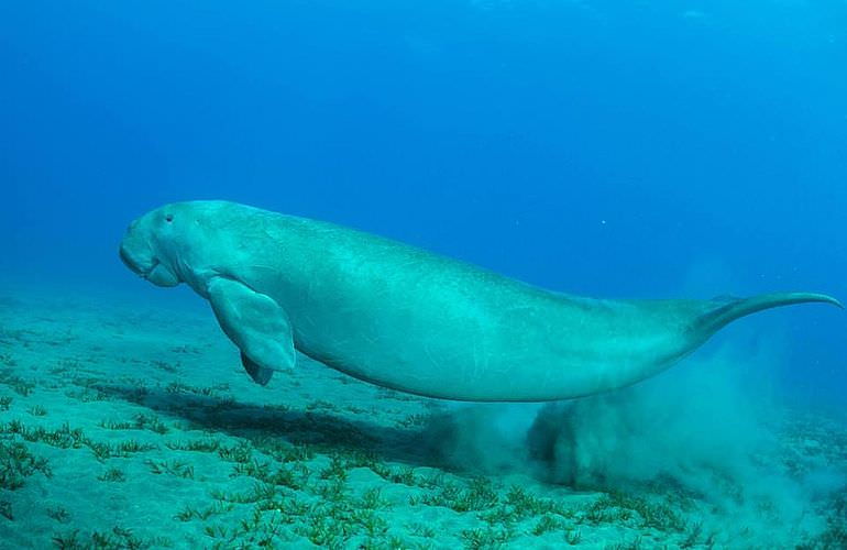 Schnorchelausflug zum Dolphin House Reef (Sha'ab Samadai) in Marsa Alam