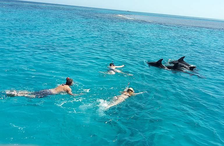 Delfin Tour in Marsa Alam - Schwimmen mit freilebenden Delfinen