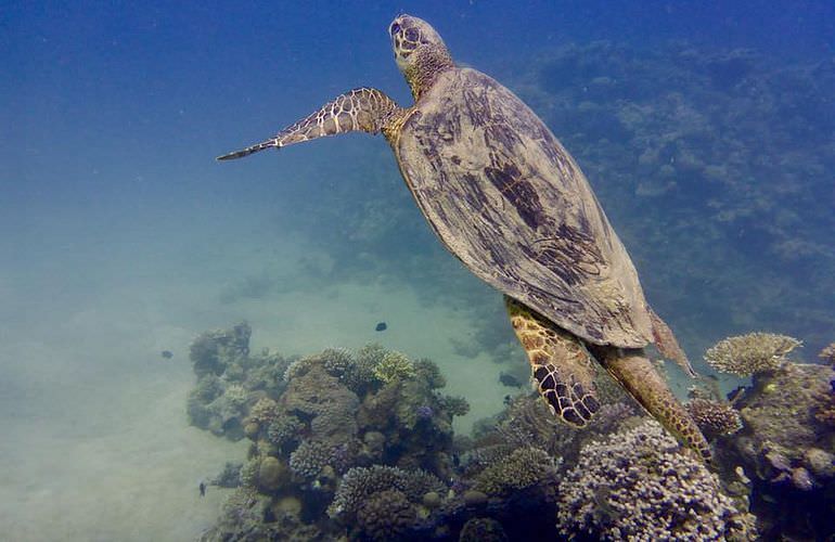 Sataya Dolphin Reef - Ausflug zum Schnorcheln in Marsa Alam