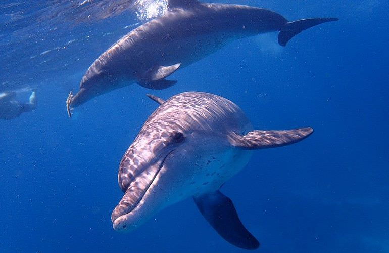 Schnorcheln mit Delfinen in Marsa Alam