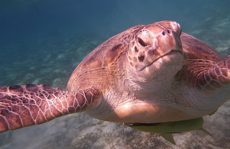 Delfin Tour in Marsa Alam - Schwimmen mit freilebenden Delfinen