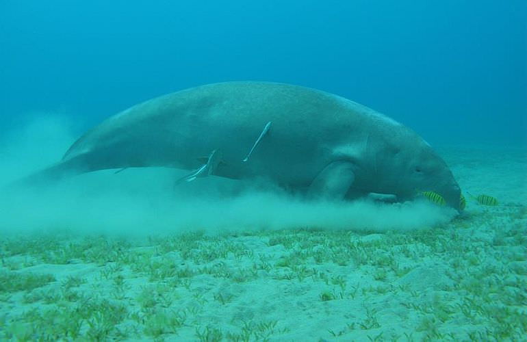 Ausflug zum Dolphin House in Marsa Alam - Begegnung mit Delphinen in freier Natur