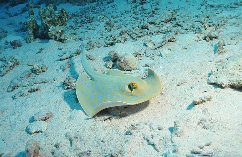 Schnorchelausflug zum Dolphin House Reef (Sha'ab Samadai) in Marsa Alam