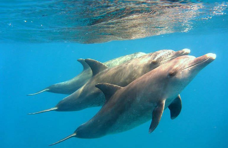 Delfin Tour in Marsa Alam - Schwimmen mit freilebenden Delfinen