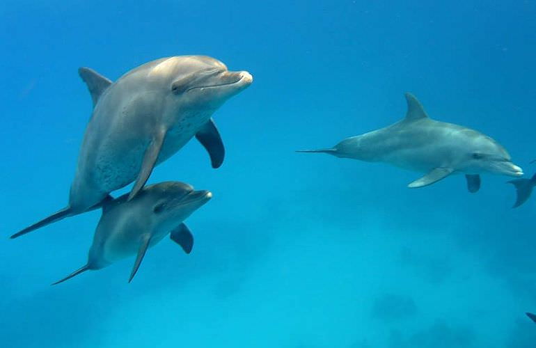 Schnorchelausflug zum Dolphin House Reef (Sha'ab Samadai) in Marsa Alam