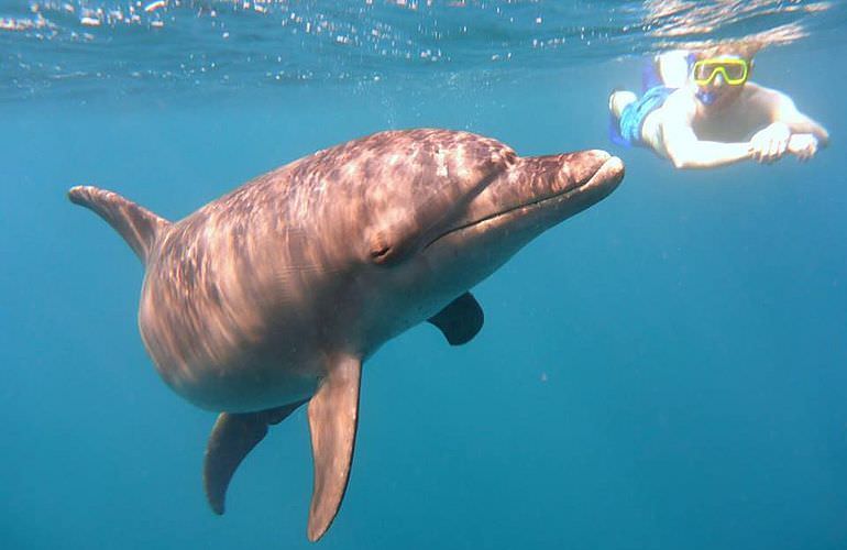 Schnorchelausflug zum Sataya Dolphin Reef in Marsa Alam  