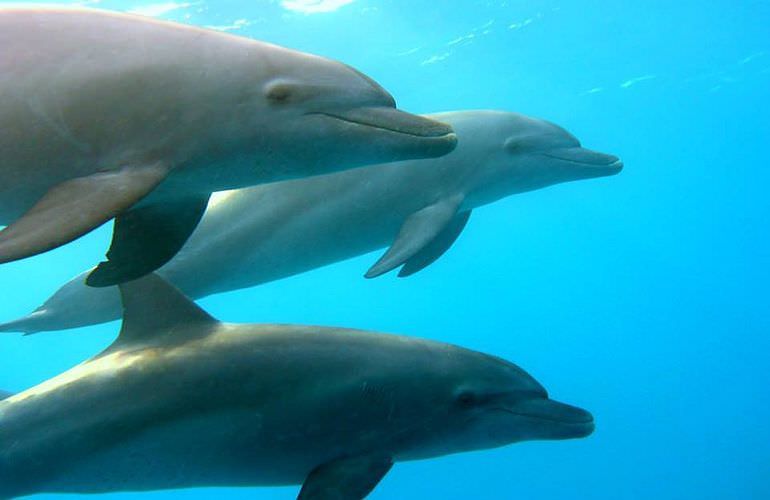 Ausflug zum Dolphin House in Marsa Alam - Begegnung mit Delphinen in freier Natur