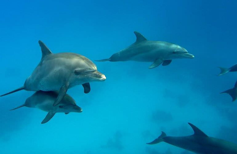 Schnorcheln Dolphin House Marsa Alam & Ganztägiger Bootsausflug  