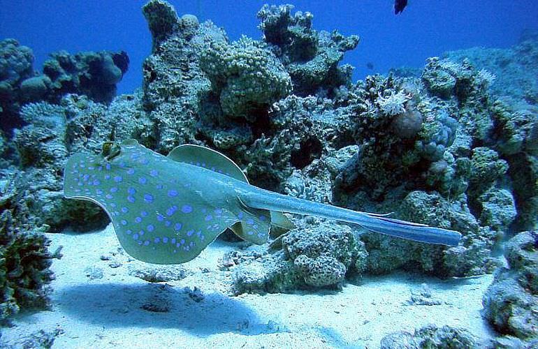 Delfin Tour in Marsa Alam - Schwimmen mit freilebenden Delfinen