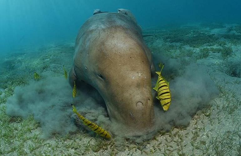 Dolphin House Reef - Ganztägiger Schnorchelausflug Marsa Alam