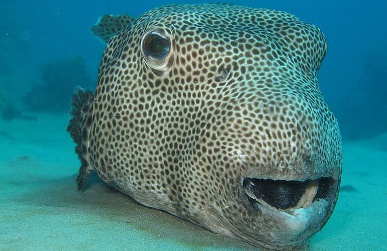 Ausflug zum Dolphin House in Marsa Alam - Begegnung mit Delphinen in freier Natur