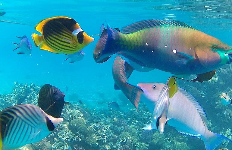 Schnorchelausflug zum Dolphin House Reef (Sha'ab Samadai) in Marsa Alam