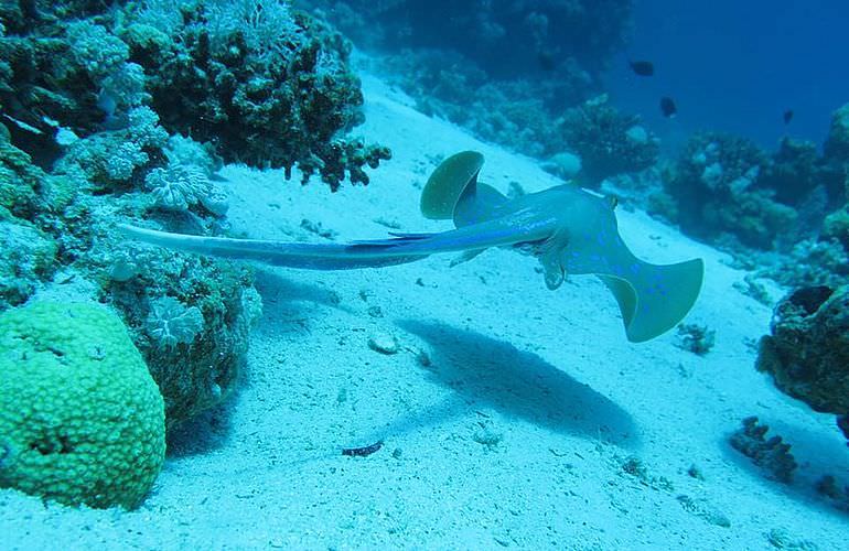 2-tägiger Schnorchelausflug zum Sataya Dolphin Reef in Marsa Alam