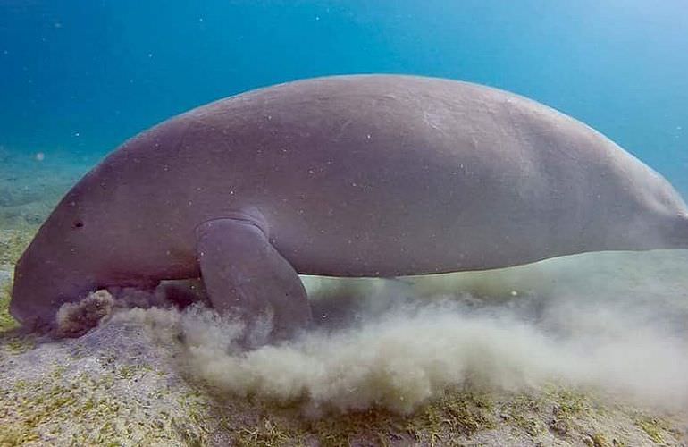 2-tägiger Schnorchelausflug zum Sataya Dolphin Reef in Marsa Alam