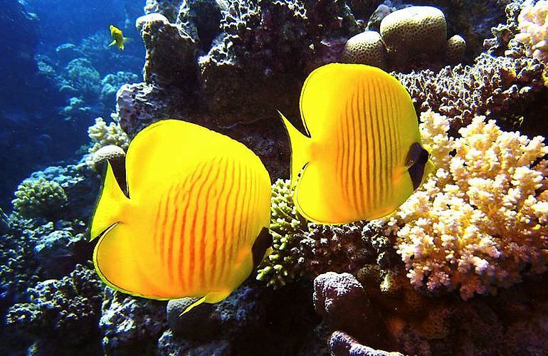 Schnorcheln Dolphin House Marsa Alam & Ganztägiger Bootsausflug  