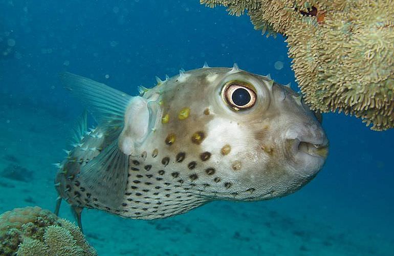 Schnorchelausflug zum Dolphin House Reef (Sha'ab Samadai) in Marsa Alam